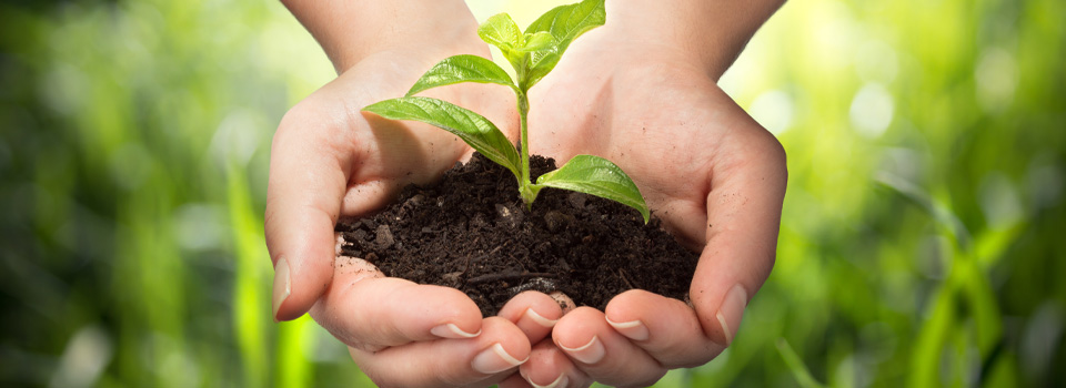 Ajankohtaista sivun headerkuva taimi kasvaa käsien suojassa kämmenillä